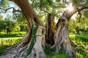 Ulivi monumentali nella piana tra Monopoli, Fasano, Ostuni e Carovigno