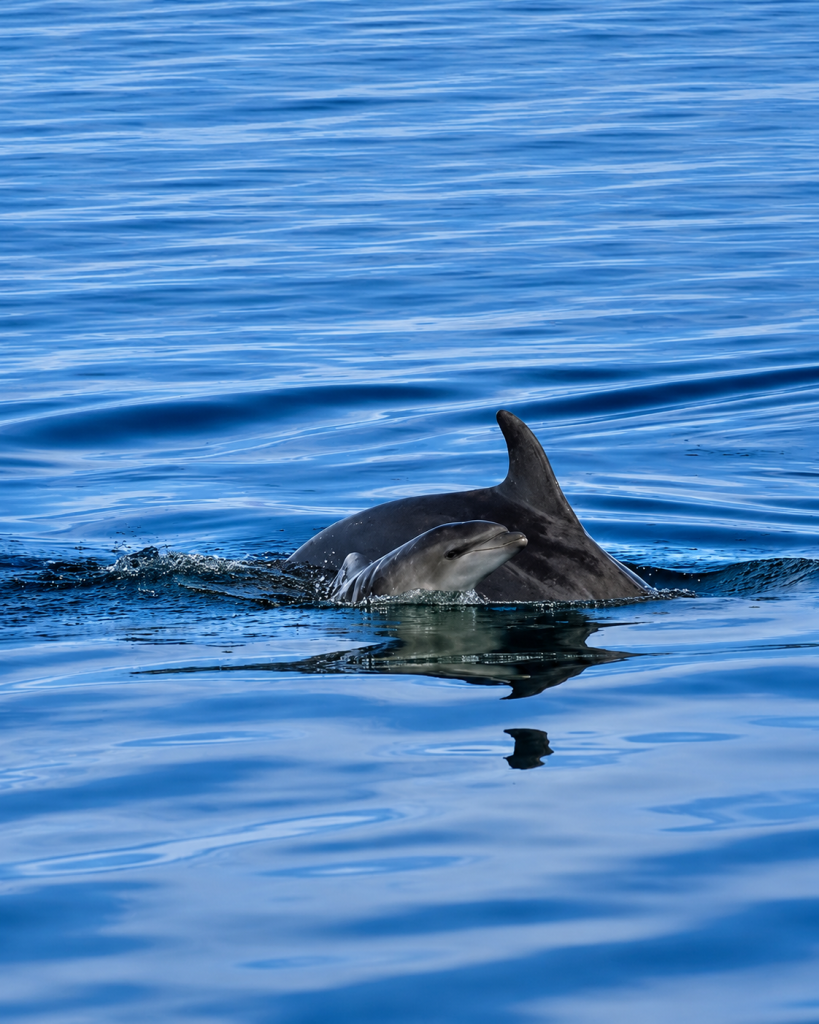 Il cucciolo di delfino avvistato nel Mar Grande di Taranto accanto alla madre