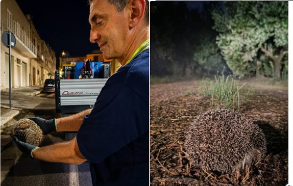 Il riccio salvato di notte dagli operatori della SANB a Ruvo di Puglia