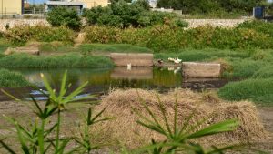 Il lago Sassano nella riserva dei Laghi di Conversano con le cisterne di pietra affioranti e le papere sulla riva