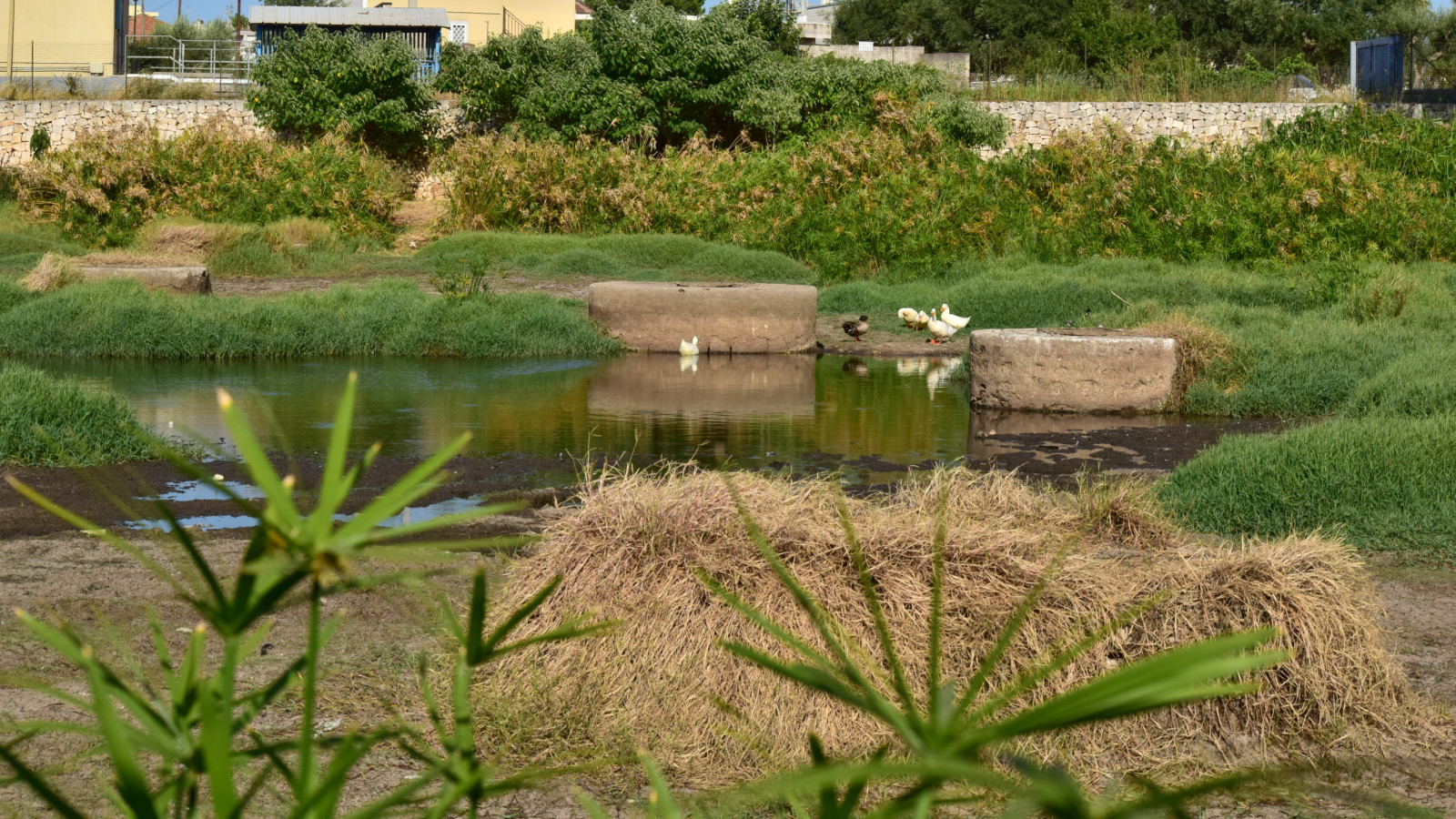 Il lago Sassano nella riserva dei Laghi di Conversano con le cisterne di pietra affioranti e le papere sulla riva